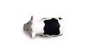 NEWT Cow-Shaped Stress Ball